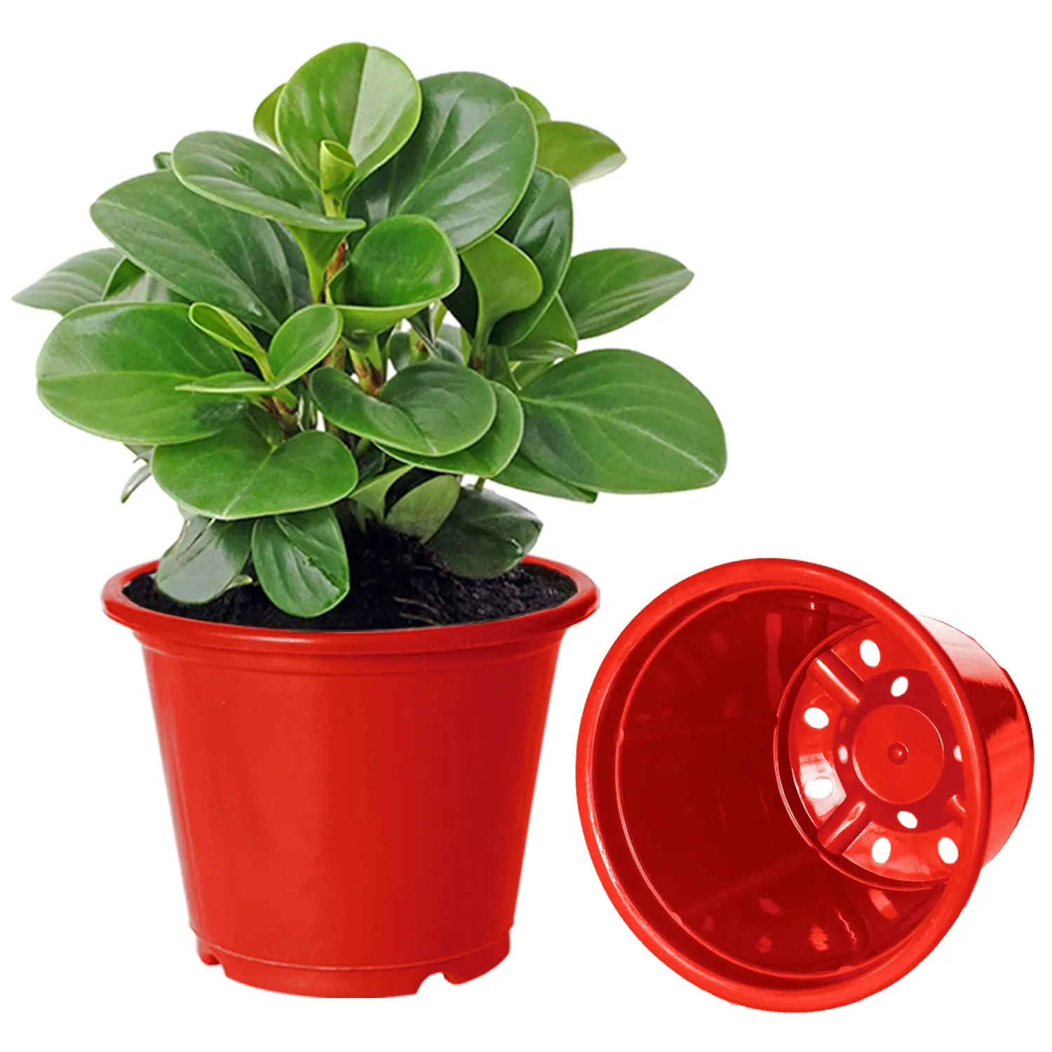 Heart Home Durable Plastic Flower Pot|Gamla with Drain Holes for Indoor Home Decor & Outdoor Balcony,Garden,6"x5",Pack of 5 (Red)