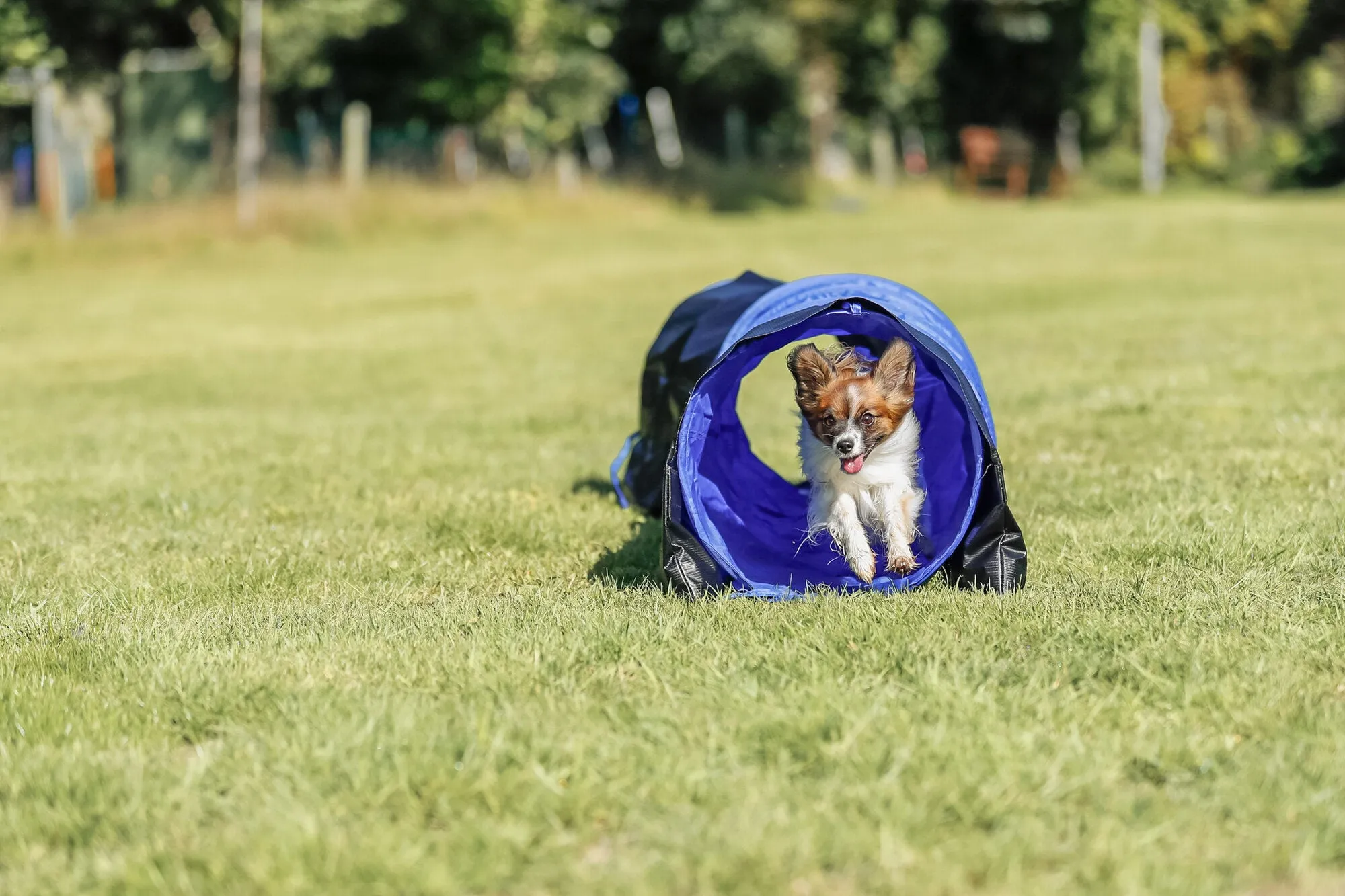 Trixie | Dog Activity | Agility Training | Tunnel - 2m